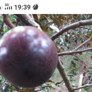 Vú sữa mica Chợ lách ăn cả vỏ......