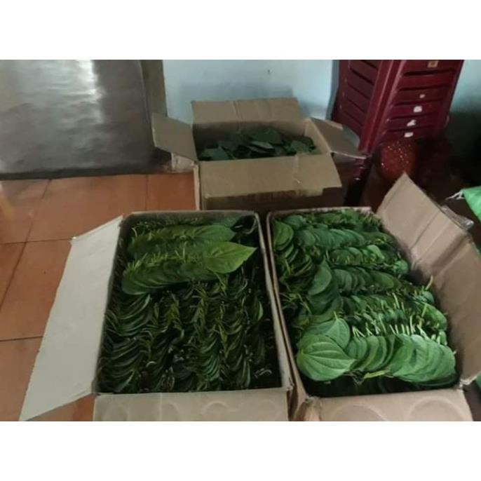 100gr Lá trầu không tươi sạch- Dùng xông thảo dược, chữa bệnh-Giadung24h