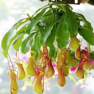 Hạt giống Cây nắp ấm