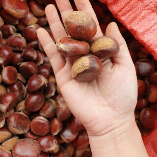 Hạt Dẻ sống