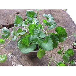 200 hạt giống rau má