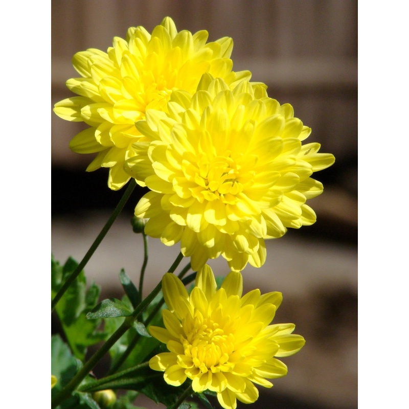 Phân Bón Thông Minh Rynan Flowermate 230 NPK 23-08-08 + TE + CHITOSAN (Hũ 150g) - Dùng Cho Các Loại Hoa Kiểng