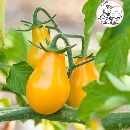 HẠT CÀ CHUA LÊ VÀNG - GÓI 0,1 GRAM