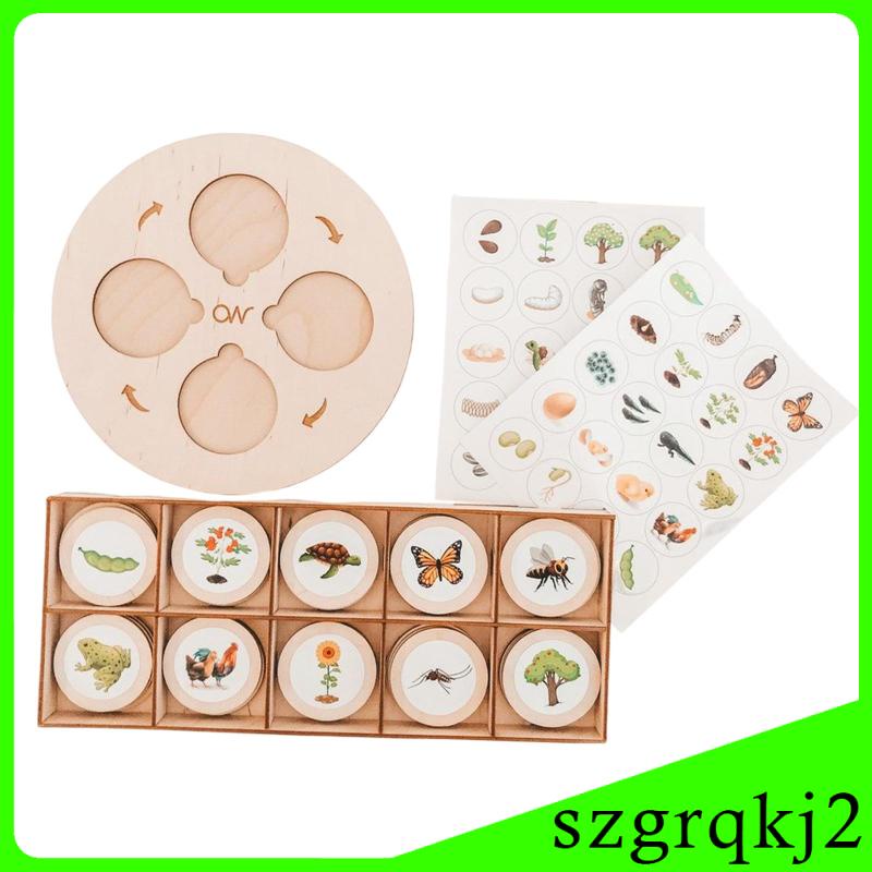 Khay chu kỳ Thẻ Flash Câu đố chu kỳ tăng trưởng động vật