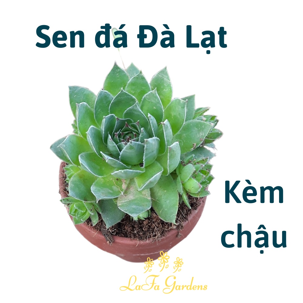 Sen đá để bàn, Cây sen Phật Bà kèm chậu đất nung