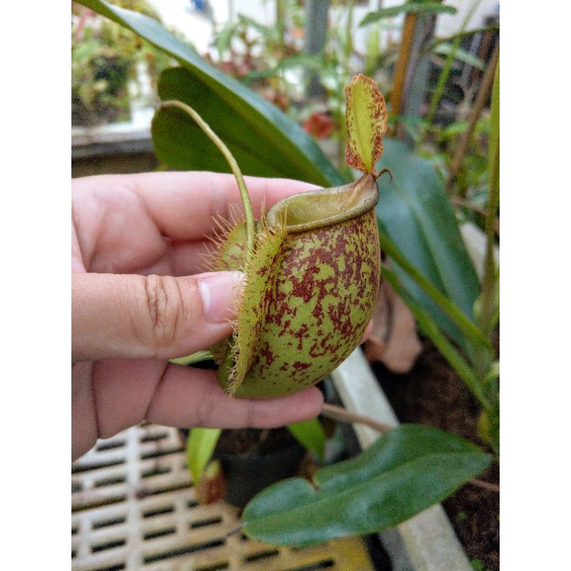 Cây nắp ấm Nx  x Ampullaria spotted