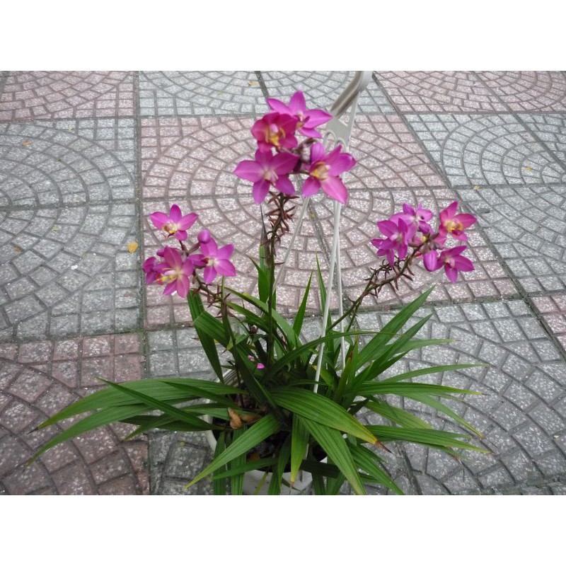 Chậu cứng Lan chu đình tím