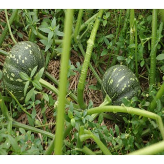 Hạt giống Bí đỏ Quả tròn