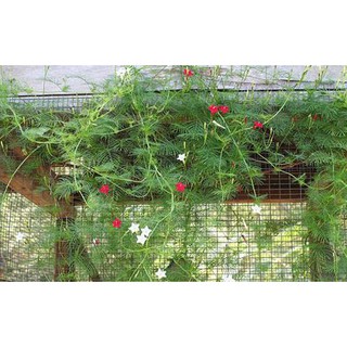 Hạt giống hoa sao tóc tiên