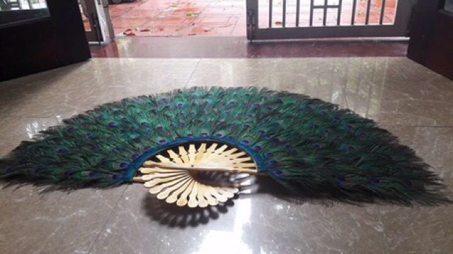 Lông công phong thuỷ 70cm tự nhiên MẮT TO | BigBuy360 - bigbuy360.vn