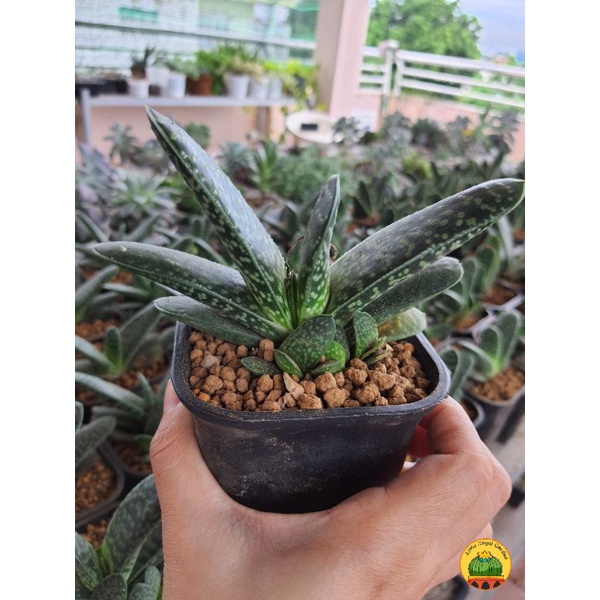 Gasteria Bicolor Var. Liliputana dễ chăm, giá rẻ