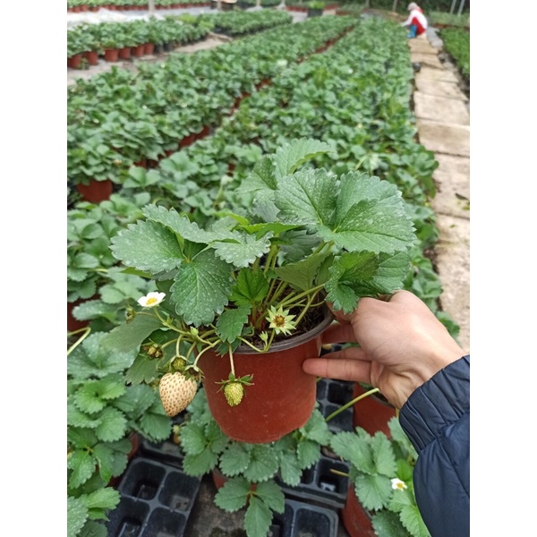Bầu dâu tây Hana