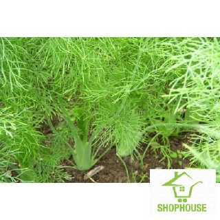 shophouse 400 Hạt giông rau thì là  SHOP HOUSE  TẾT KHUYẾN MẠI