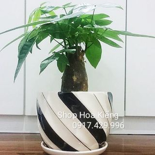 Cây Kim Ngân để bàn