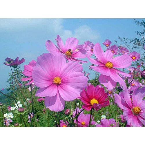 Shop 1K - HẠT GIỐNG HOA CÁNH BƯỚM MIX - Tặng thuốc kích hạt nảy mầm nhanh chóng + Hướng dương siêu Lùn