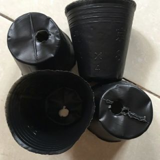 1 lạng bầu ươm cây chọn size