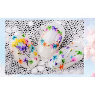 Hoa Khô Set 12 ô Siêu Rẻ