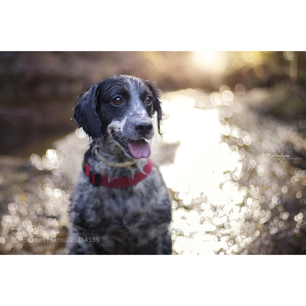 Bộ máy ảnh Canon EOS 80D kèm ống kính Canon EF-S 18-55mm F3.5-5.6 IS STM