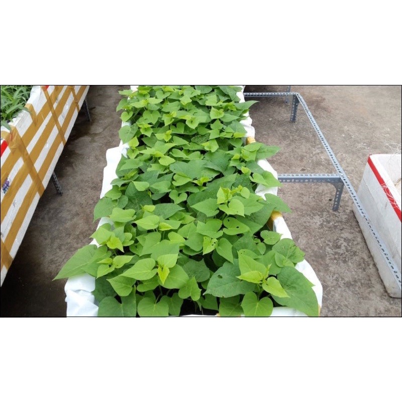 Dây khoai lang giống ăn ngọn và lá