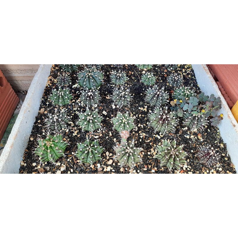 Xương rồng gymno vân đẹp size 5-6cm