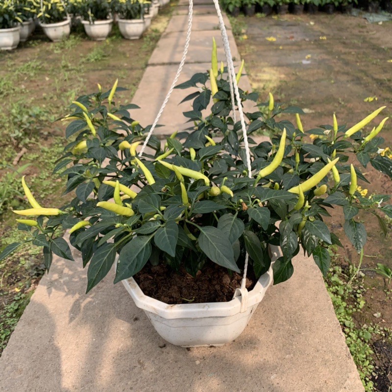 Chậu ớt cảnh treo bán kính 30cm, cây ra quả quanh năm và cực sai quả, cây cảnh trang trí sân vườn và treo tường