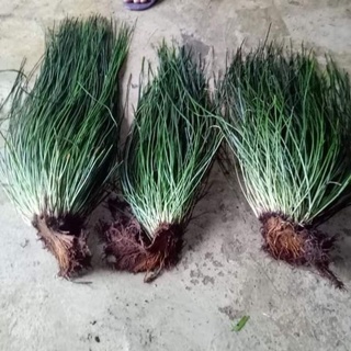 1 khóm Lan tóc tiên