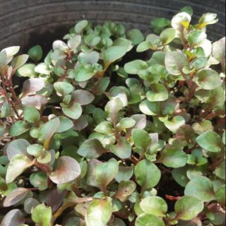 1 Chậu xà lách xoong Nhật (dệu đỏ) loại lớn, nhỏ;