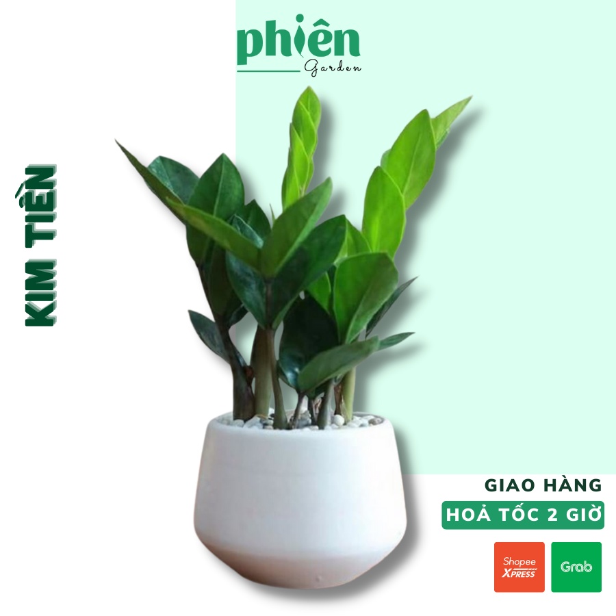 Cây Kim Tiền - Kim Phát Tài để bàn kèm Chậu gốm tráng men