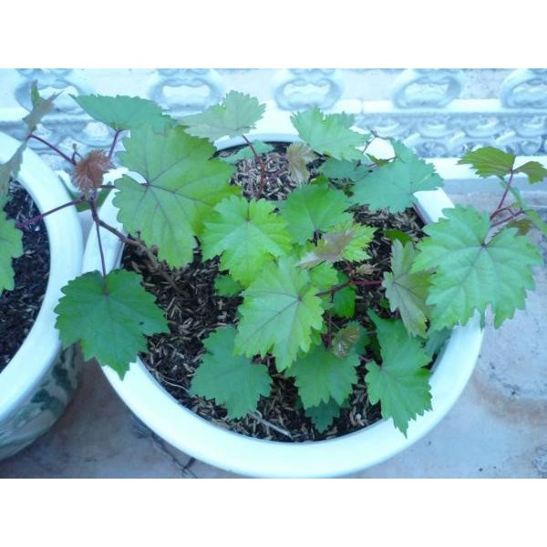 Hạt NHO lùn Pháp tỷ lệ nảy mầm cao Grape France seeds