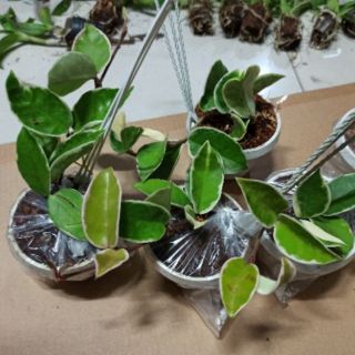 Lan cẩm cù ngọc thạch