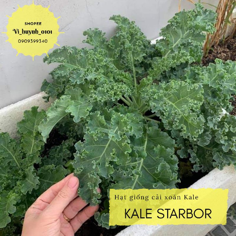 Combo 50 hạt Kale Starbor F1 giống lùn chịu nhiệt tốt trồng quanh năm