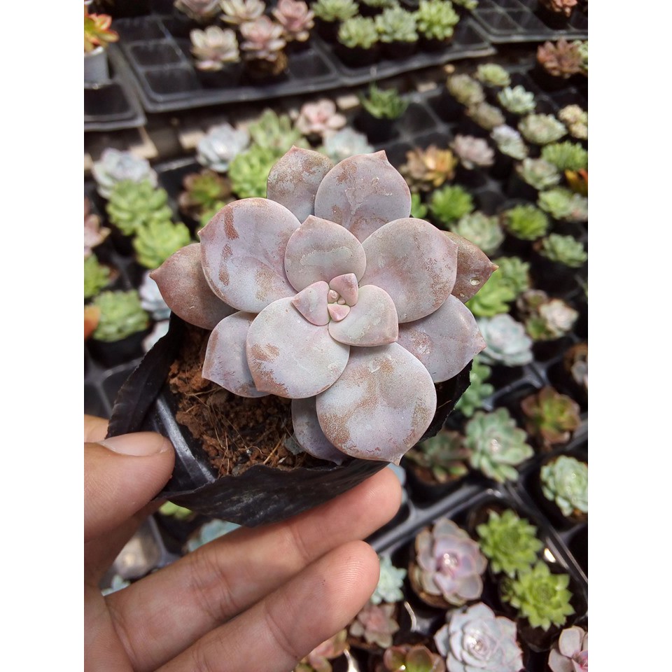 sen đá dĩa hồng(graptoveria superbum)
