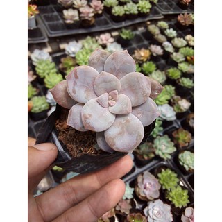 sen đá dĩa hồng(graptoveria superbum)