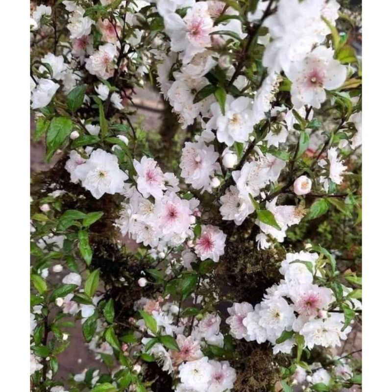 Nhất chi mai cây giống
