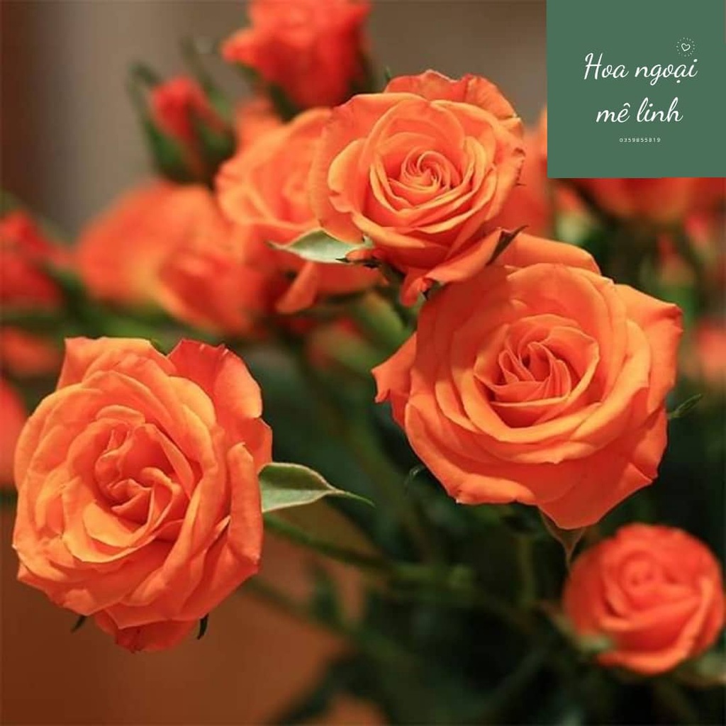 Hoa hồng tỉ muội,hoa hồng nội siêu hoa siêu nụ dễ chăm sóc,hoa quanh năm-HoaNgoaiMeLinh