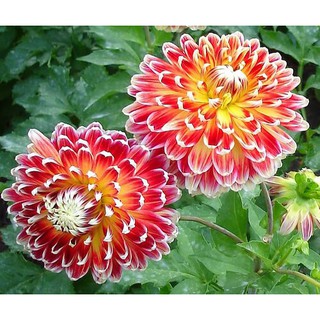 Hạt giống hoa thược dược - Rau củ quả trồng tại vườn, sân thượng, nông trang, ban công
