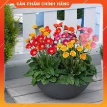 HẠT GIỐNG ĐỒNG TIỀN MIX F1 GÓI 10-15 HẠT