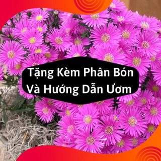 Combo 2 Gói Hạt Giống Hoa Thạch Thảo Mix