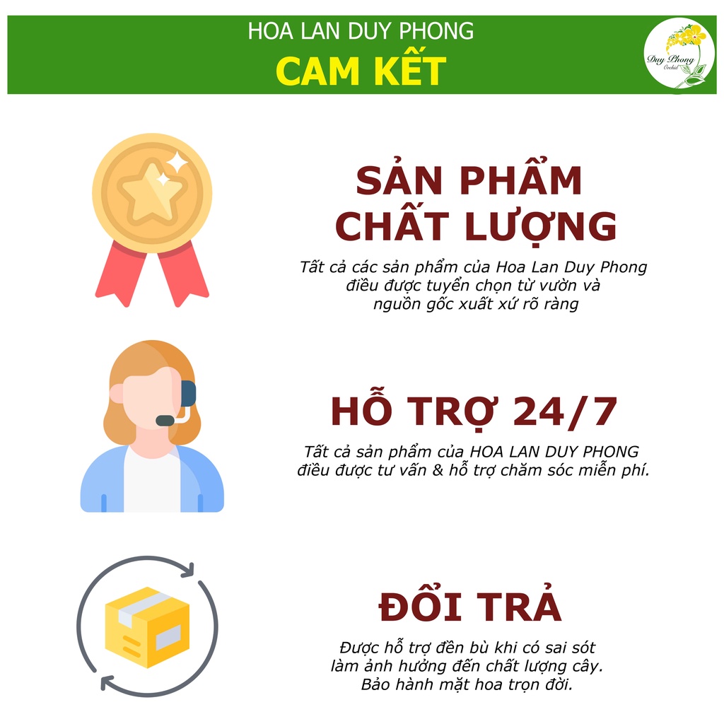 DENDRO NẮNG - TRE TÍM - Bán nguyên chậu,  hương thơm rất đặc sắc, nó có đặc điểm nhận dạng thú vị mặt hoa tinh tế thơm d