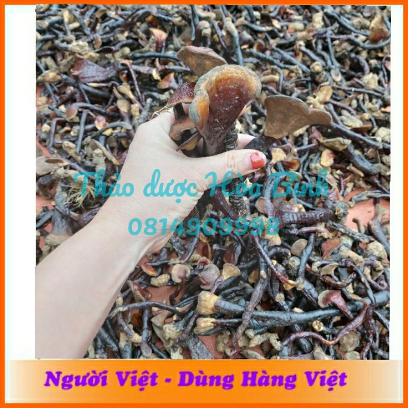 500g Nấm Lim Xanh Rừng - Hàng chuẩn tự nhiên 100% Hàng loại nhỏ,  mới, thơm