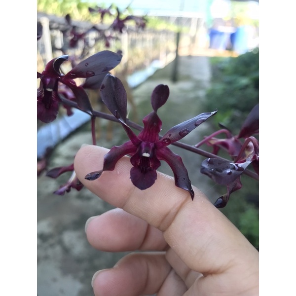 Denro xưa hắc long