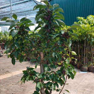 Cây giống táo đỏ lùn( cây đang có quả)