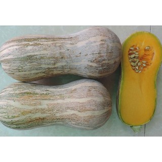 HẠT BÍ ĐỎ HẠT ĐẬU TRÁI DÀI F1 - GÓI 10 HẠT