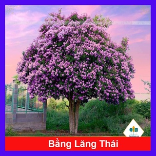 Cây bằng lăng thái - cây cảnh sân vườn - caykiengsadec