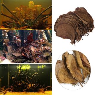 Combo 200 Lá Bàng Khô Trị Nấm Cho Coná ,Rùa, Tôm...Ôn Định Độ Ph Nước