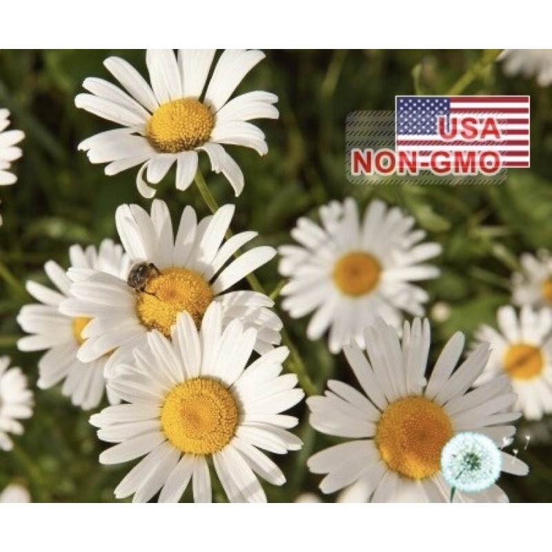 Hạt Giống Hoa Cúc Chi Trắng 60cm Shasta | SL: 100 HẠT