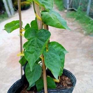 Chậu thiên lý