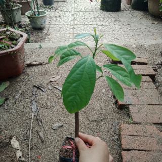 Cây giống bòn bon