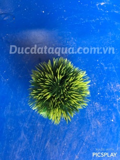 Cây hoa cỏ nhựa cao cấp