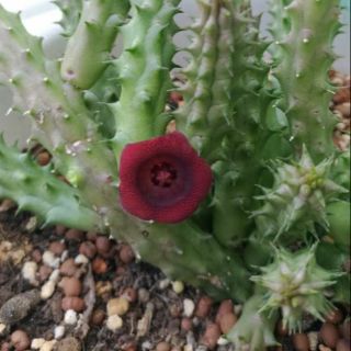 Sao biển
Huernia schneideriana Red dragon